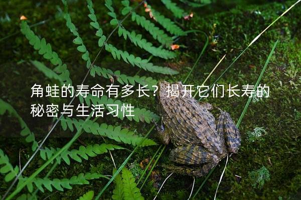 角蛙的壽命有多長？揭開它們長壽的秘密與生活習(xí)性